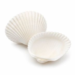 조개껍질 흰색 중   100g
