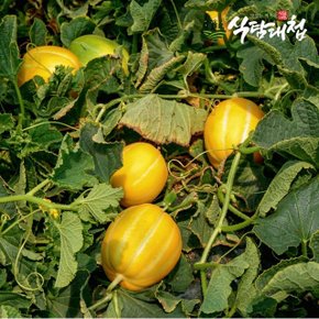 식탐대첩 못난이 성주 꿀참외 3kg 중과 10-15개