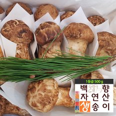 (SB)[백향송이]2024 자연산 (1등품 500g) 제철 생 송이버섯