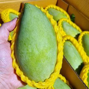 베트남 그린 망고 1kg 3-6과 베이비망고 베트남 망고 한박스 청망고 생망고 초록 (S43420188)