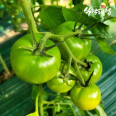 식탐대첩 대저 토마토 2.5kg 2S-3S