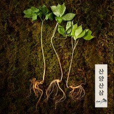 [1/15(수)순차출고]정품 스페셜에디션 산양삼 장뇌삼 7-9년근/2뿌리X2팩