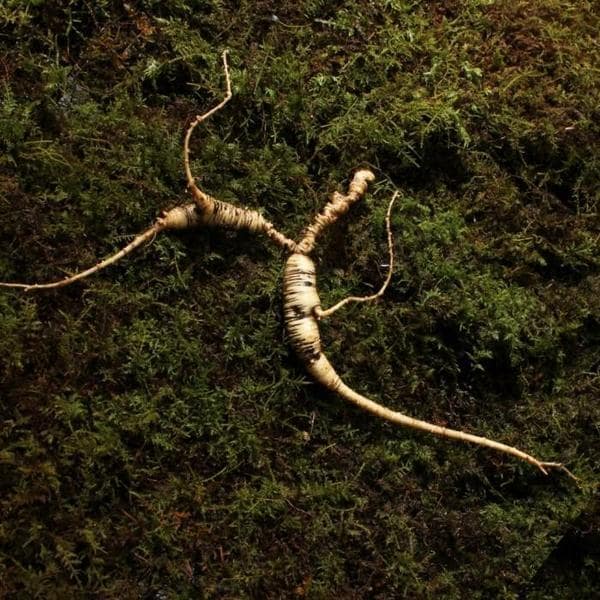 야생산삼 50년근 추정 1뿌리 (이미지사진과 다를수 있습니다) (S5442046)