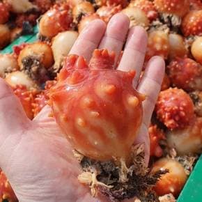 활멍게 통영 동해 자연산 통멍게 1kg/당일작업 발송