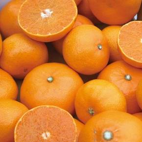 [대진작목반] 제주 천혜향 2kg+2kg(8-12과*2) 가정용 /실중량