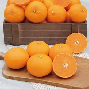 [대진작목반] 제주 천혜향 2kg+2kg(8-12과*2) 가정용 /실중량