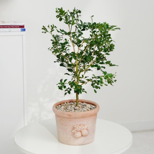 아트박스/데로마 시실리아29cm 데로마 이태리토분 화분E75 - SSG.COM