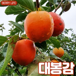 대봉감 5kg 중