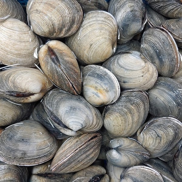 [오늘의바다] 개조개 (대합) 1kg
