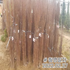 옥매화나무 묘목 풀또기 랜덤발송 접목1년특묘