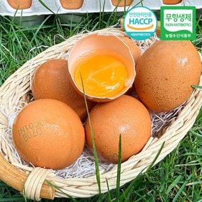 HACCP 인증 자유방사 무항생제 유정란 대란 40구