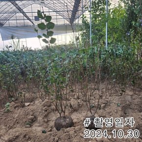 라일락나무 (미스김라일락) 개화주분묘