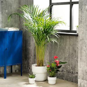 이케아 SSG 푀렌리그 화분 화이트 지름14cm 식물최대지름12cm