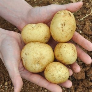 햇살맞춤 산지직송 포슬포슬 햇 감자 10kg 특사이즈 100-150g 익산원예농협