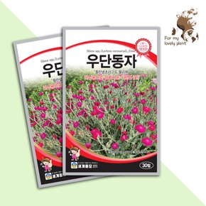 우단동자 30립 플란넬초 관상용 다년생 야생화 꽃씨앗