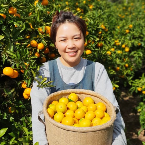 [24년 첫 수확]제주 하우스 감귤 가정용 3kg 대과(L-2L)