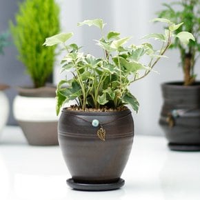 칼라아이비 장인수공예품 옹기화분 실내공기정화식물