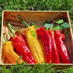 국내산 맛있는 롱스위트 파프리카 1kg 바나나 파프리카