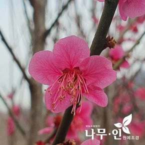 [나무인]  홍매화  설중매묘목 2개