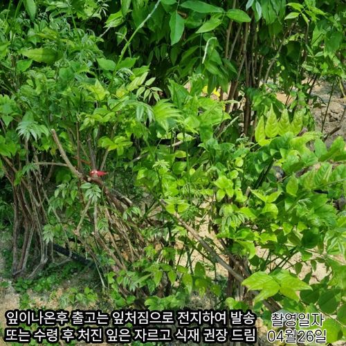 추가이미지1
