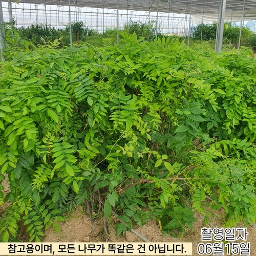 추가이미지3