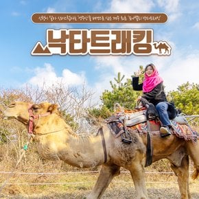 [제주] 낙타트래킹+먹이주기체험