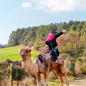 [제주] 낙타트래킹+먹이주기체험