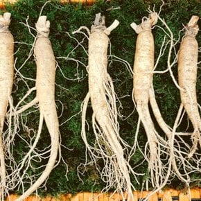 산지직송 자가경작 풍기인삼 난발삼 750g 뿌리수랜덤 생삼 삼우리