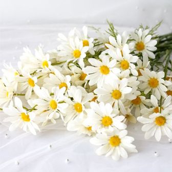 1. 데이지 카모마일..