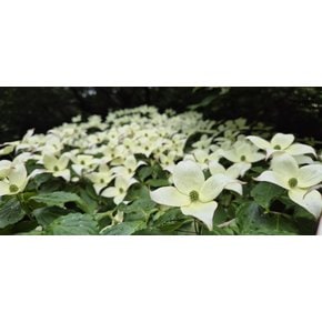 [4박5일] 제주 한라산 둘레길 완주 원정대 - 트레맛킹(TremaKing) - 숙박