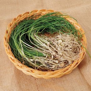 [산지직송] 구례댁 지리산 달래 500g