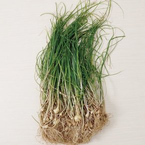 [산지직송] 구례댁 지리산 달래 500g