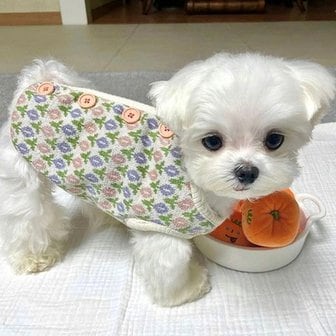 스토어봄 냥슬아치 고양이 강아지 옷 실내복 할매 기모 수면조끼 애견.냥슬아치