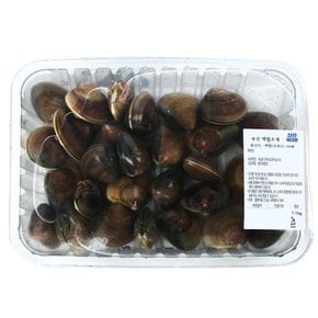 [생물][국산] 백합조개 (1.1kg/팩)