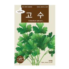  청농 고수씨앗 300립