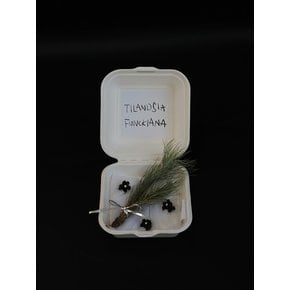 틸란드시아 푼키아나 (Tillandsia funckiana)
