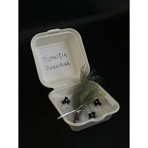 틸란드시아 푼키아나 (Tillandsia funckiana)