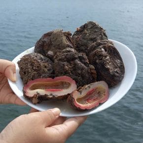 [물맛남] 횟감용 통영 돌멍게 1kg 5-8미