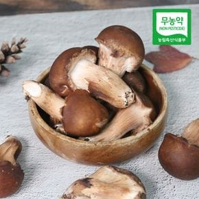 충북 박대선님의 참송이 버섯 500g(하품)[35086677]