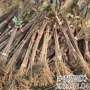 포포나무 뽀뽀나무 묘목 실생2년 키60cm전후 특묘