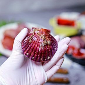 제철 통영 홍가리비 1kg(25미 내외)