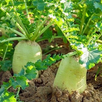 지투지샵 늘푸른 제주 월동무 4.5kg