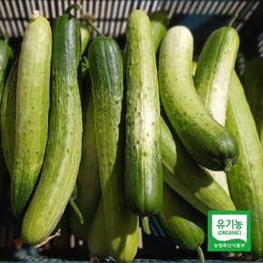 강원 홍천에서 자란 유기농 백다다기 오이 3kg (13~18개)