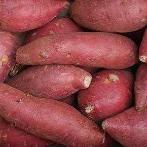 [오늘신선] 해남 산지직송 호풍미 호박고구마 세척 중 10kg