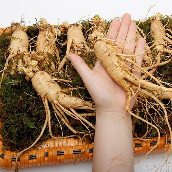 햇수삼 선물 세트 실속형 650g