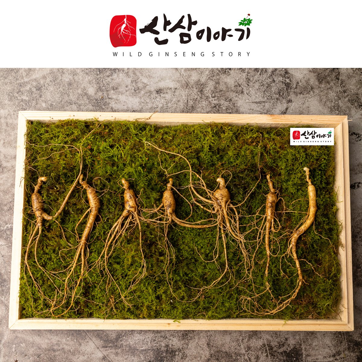 산삼이야기 7-8년근 10뿌리 산양삼 산삼 장뇌삼 부모님선물 지인선물 자연산 산지직송 건강식품 - SSG.COM