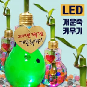 수경재배식물 LED 개운죽 키우기 5인세트_P336109591