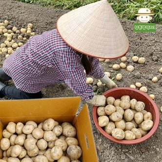  [삼촌농장] 속깊은 꿀맛 수미감자(대) 10kg