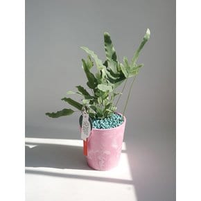 블루스타 고사리 (Phlebodium aureum Blue Star)