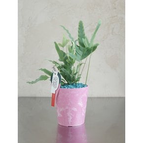 블루스타 고사리 (Phlebodium aureum Blue Star)